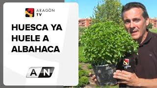 Huesca ya huele a albahaca