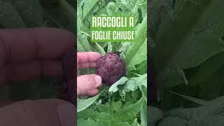 Quando raccogliere i CARCIOFI