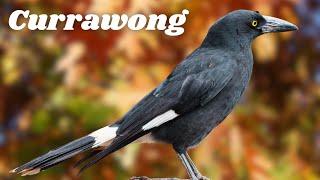 A Currawong Surprise!!! A Unique Australian Bird! Amazing!