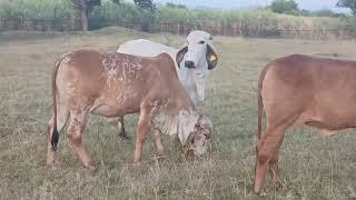 Un buen cemental Gyr lechero