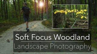 Shallow Focus Landscape Photography: Early Fall Woodland