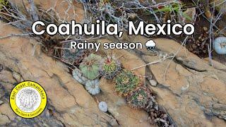 Lophophora williamsii: Secret peyote cactus garden in the wild