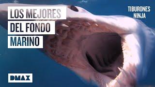 Los 6 tiburones más hábiles, feroces y letales del océano  | Tiburones