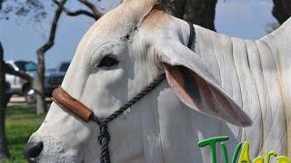 Generalidades del Ganado Brahman - TvAgro por Juan Gonzalo Angel