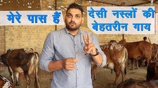 देसी नस्लों की बेहतरीन गाय हैं इस युवा के पास || Best Desi Cow Breeder||Technical Farming||