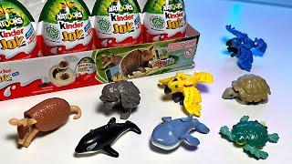 Animals - Armadillo, Whale, Orca, Hedgehog, Sea Turtle, Giant Tortoise, Macaw