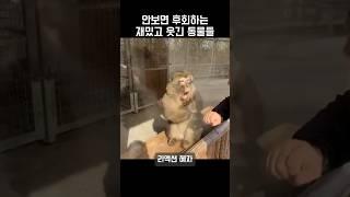 안보면 후회하는 재밌고 웃긴 동물들