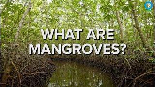 What Are Mangroves?