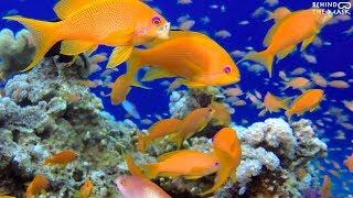 Underwater Colorful Fish