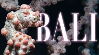 Bali from Below: The Fascinating Underwater Life of Tulamben