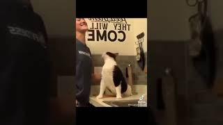 kucing lucu