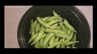 Harvesting some sugar snap peas!!!   Made with Clipchamp