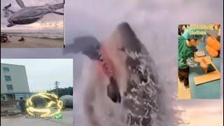 Big whale coming Up