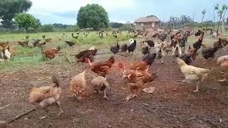 How to start profitable Kienyeji chicken farming in Kenya