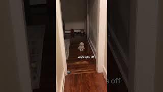 Playing lights out with my skinwalker dog