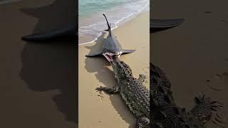 Giant Shark Leaps from Water to Hunt Crocodile on the Sand!