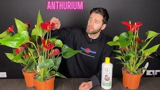 ANTHURIUM: ecco come si coltiva!