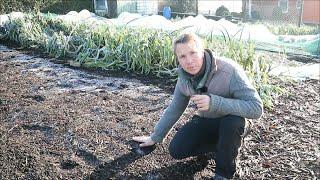 Einen Garten und Beete anlegen ohne Umgraben - Gemüse im eigenen Garten einfach anbauen (No Dig)