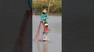 Amazing Net Fishing, Traditional fishing #fishing #mixfishery #trending #shorts #viralvideo #netfish