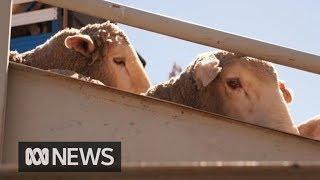 Live sheep exports resume under new animal welfare standards | ABC News