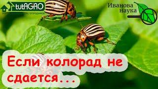 100 % способ уничтожить колорадского жука. Даже если другие варианты не сработали. Этот надёжный!