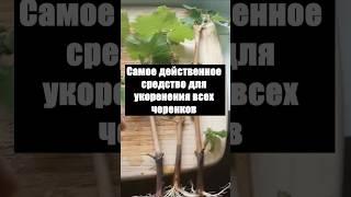 Самое действенное средство для укоренения всех черенков #огород #сад #цветы #дача