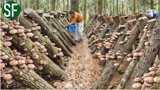How Japanese Farmers Harvest Millions of Shiitake Mushroom in Forest Mountain | Farming Documentary