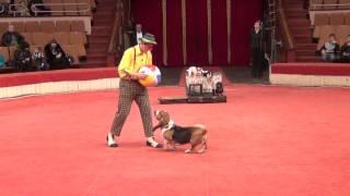 Yakuboskie.ru DogShow Clown with dogs Moscow Circus Клоун с собачками