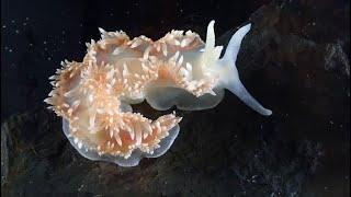 All Things Nudibranch - Real Life Pokemon