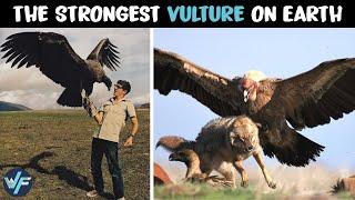 Andean Condor - The Strongest Vulture on Earth