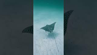 #freediving #spottedeagleray