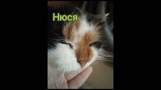 кошка Буська и кошка нюська