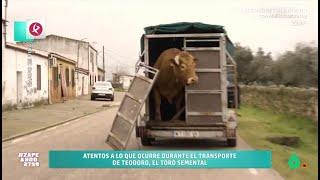 Así terminó el traslado de un toro semental a un nuevo corral - Zapeando