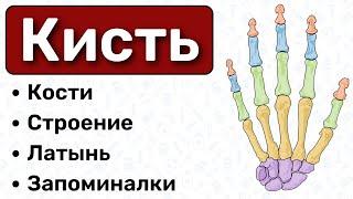 Анатомия кисти: кости, строение / Остеология