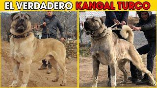 Cosas Que No Sabias De Los Perros Kangal Turco