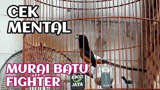 cek mental masteran murai batu fighter