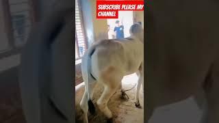 new nagori bacda ox race nagori bail ox race #trending #viral #bull #shortsvideo #cow #animal