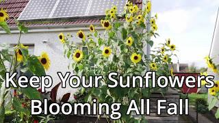 How To Grow Giant Sunflowers Part 6: Autumn Care