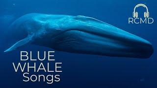 Blue whales real sounds. Song of Whales. Deep ocean| ASMR ambience