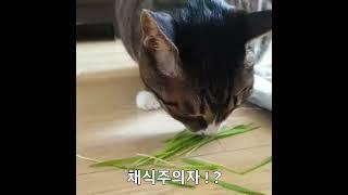 가끔 채식 냥이, #채식주의자