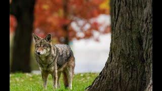 Coyote sighting in Toronto neighbourhood