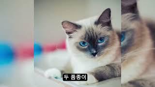 버만 고양이