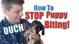 How to Train a Puppy NOT to BITE