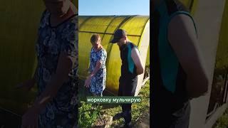 Как мульчировать морковку. #морковка #мульчирование #органическоеземледелие