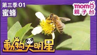 動物大明星 S3【蜜蜂】第3季 第01集｜認識動物｜自然生態｜魚類｜爬蟲類｜昆蟲｜海洋生物｜哺乳類｜Animal big star｜兒童電視節目【親子台｜官方HD完整版】momokids