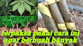 Cara tanam singkong yang baik dan benar!!! agar berbuah / berisi banyak