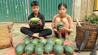 Homeless boy and poor girl harvest watermelons to sell to save money to buy house materials
