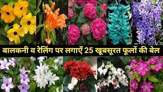 बालकनी में लगाएँ 25 परमानेंट खूबसूरत फूलों की बेल/permanent flowering vine for Balcony & terrace