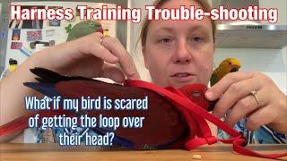 Harness Training Leeloo - Trouble shooting fear of the head loop