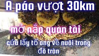 kỹ thuật nuôi ong mật" hai bố con A páo, vượt qua 30km để cứu lấy tổ ong nằm trong quan tài về nuôi.